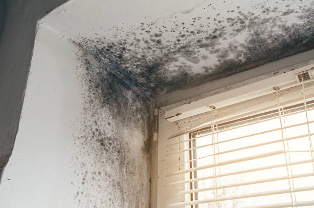 Affordable Attic Mold Remediation solutions in Mine Hill, NJ